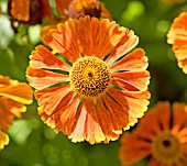 HELENIUM WALTRAUT