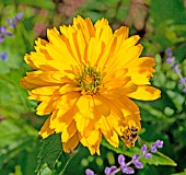 HELIOPSIS HELIANTHOIDES GOLDFIEGER