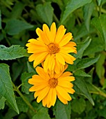 HELIOPSIS HELIANTHOIDES WUSTENKONIG