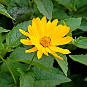 HELIOPSIS SCABRA LOHFOLDEN