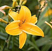 HEMEREOCALLIS CHICAGO SUNRISE