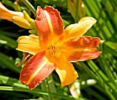 HEMEROCALLIS FRANZ HALS