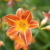 HEMEROCALLIS HOLIDAY MOOD