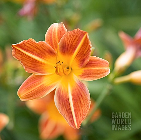 HEMEROCALLIS_HOLIDAY_MOOD