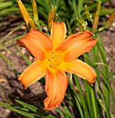 HEMEROCALLIS HORNBY CASTLE