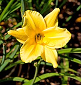 HEMEROCALLIS JAKE RUSSELL