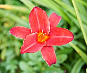 HEMEROCALLIS MALLARD