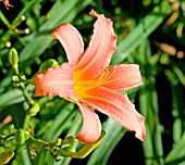 HEMEROCALLIS PINK DAMASK