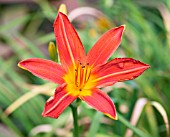 HEMEROCALLIS RED ADMIRAL