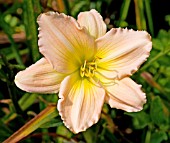 HEMEROCALLIS SELECTION