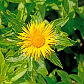 INULA BARBATA