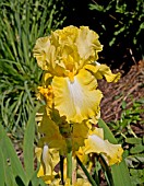 IRIS LEMON BROCADE