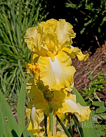 IRIS_LEMON_BROCADE