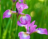 IRIS SPARKLING ROSE