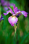 IRIS SPARKLING ROSE