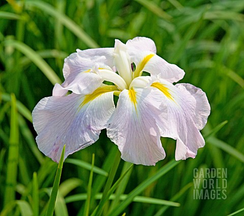 IRIS_ENSATA_PINK_FROST