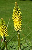 KNIPHOFIA ERNEST MITCHELL