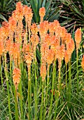 KNIPHOFIA FIERY FRED