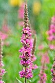 LYTHRUM VIRGATUM ROSE QUEEN