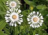 OSTEOSPERMUM NASINGA CREAM