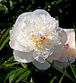 PAEONIA FESTIVA MAXIMA