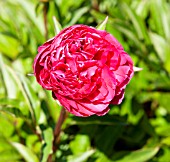 PAEONIA LACTIFLORA AGIDA