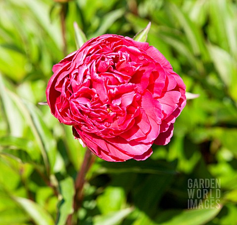 PAEONIA_LACTIFLORA_AGIDA