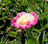 PAEONIA LACTIFLORA BOWL OF BEAUTY