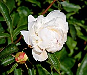 PAEONIA LACTIFLORA DUCHESSE DE NEMOURE