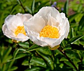 PAEONIA LACTIFLORA KRINKLED WHITE