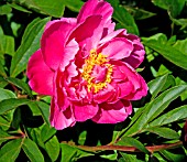 PAEONIA LACTIFLORA PRESIDENT POINCARE