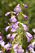 PENSTEMON ALICE HINDLEY