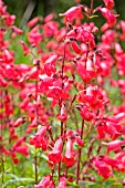 PENSTEMON SCHOENHOLZERI