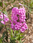 PHLOX MACULATA ROSALINDE