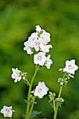 POLEMONIUM CAERULEUM ALBUM