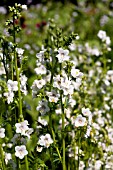 POLEMONIUM CAERULEUM ALBUM