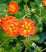 POTENTILLA WILLIAM ROLLISON