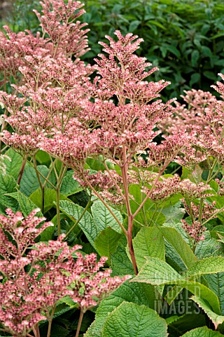 RODGERSIA_BADENWEILER