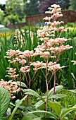 RODGERSIA GRANDE BLANCHE