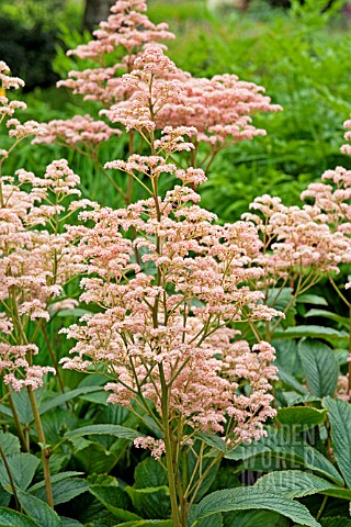 RODGERSIA_KUPPERMOND