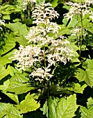 RODGERSIA PODOPHYLLA SMARAGD