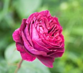 ROSA FALSTAFF