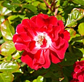 ROSA FIONA