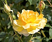 ROSA MOLINEUX