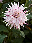 DAHLIA MICKS PEPPERMINT