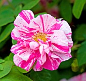 ROSA MUNDI