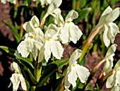 ROSCOEA CAUTLEYOIDES KEW BEAUTY