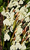 ROSCOEA CAUTLEYOIDES KEW BEAUTY