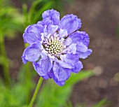 SCABIOSA CAUCASICA BLAUES SIEGEL