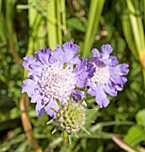 SCABIOSA CAUCASICA CLIVE GREAVES